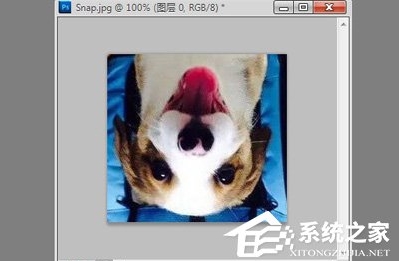 ps怎么旋轉(zhuǎn)圖片？Photoshop旋轉(zhuǎn)圖片教程